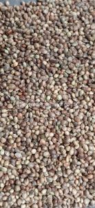 Bravo Sade Kenevir 20 Kg - (B 902)