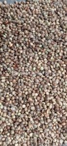 Bravo Sade Kenevir 20 Kg - (B 902)