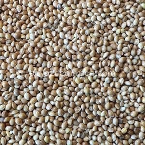 Bravo Sarı Darı 20 KG Kuş Yemi |  – (B908)