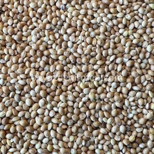 Bravo Sarı Darı 5 KG – Kuş Yemi (B908.5)