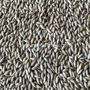 Bravo Aspur Kuş Yemi - Sade Kuş Yemi 5 Kg ( B 901.5 )