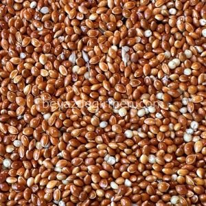 Bravo Sade Kızıl Darı 5 KG – Muhabbet Kuşu Yemi (B 930.5)