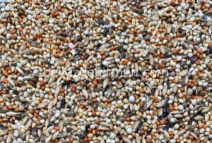 B 314 Bravo Finch Yemi  20 Kg