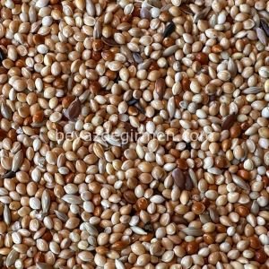 B 302.5 Bravo K. Muhabbet Kuş Yemi 5 Kg