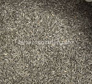 B 909  Bravo Alaca Çekirdek 15 Kg.