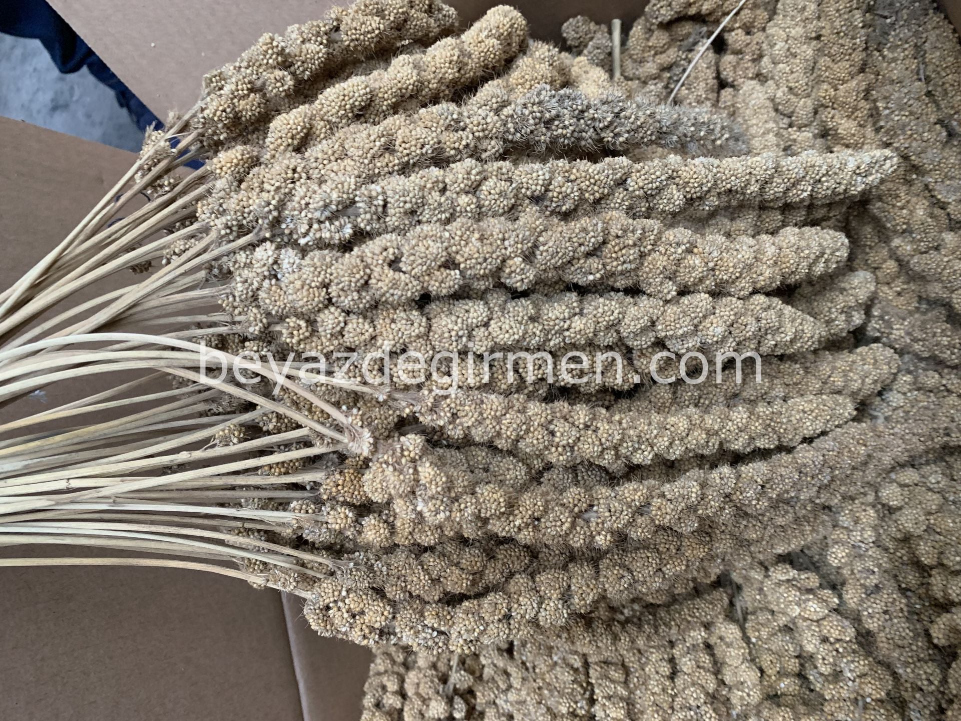 B 953  Sarı Daldarı 15 kg Koli