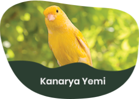 Kanarya Yemi