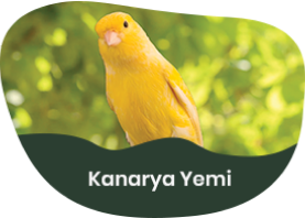 Kanarya Yemi