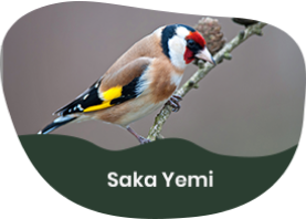 Saka Yemi