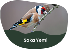 Saka Yemi