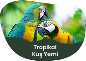 Tropikal Kuş Yemi