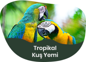 Tropikal Kuş Yemi