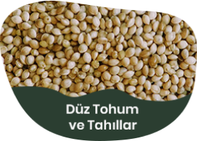 Düz Tohum ve Tahıllar