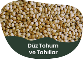 Düz Tohum ve Tahıllar