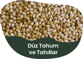 Düz Tohum ve Tahıllar
